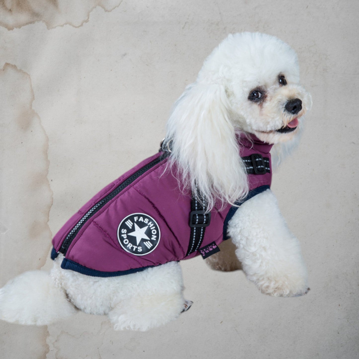 Little Inflatable Elegance - Chic a Paws