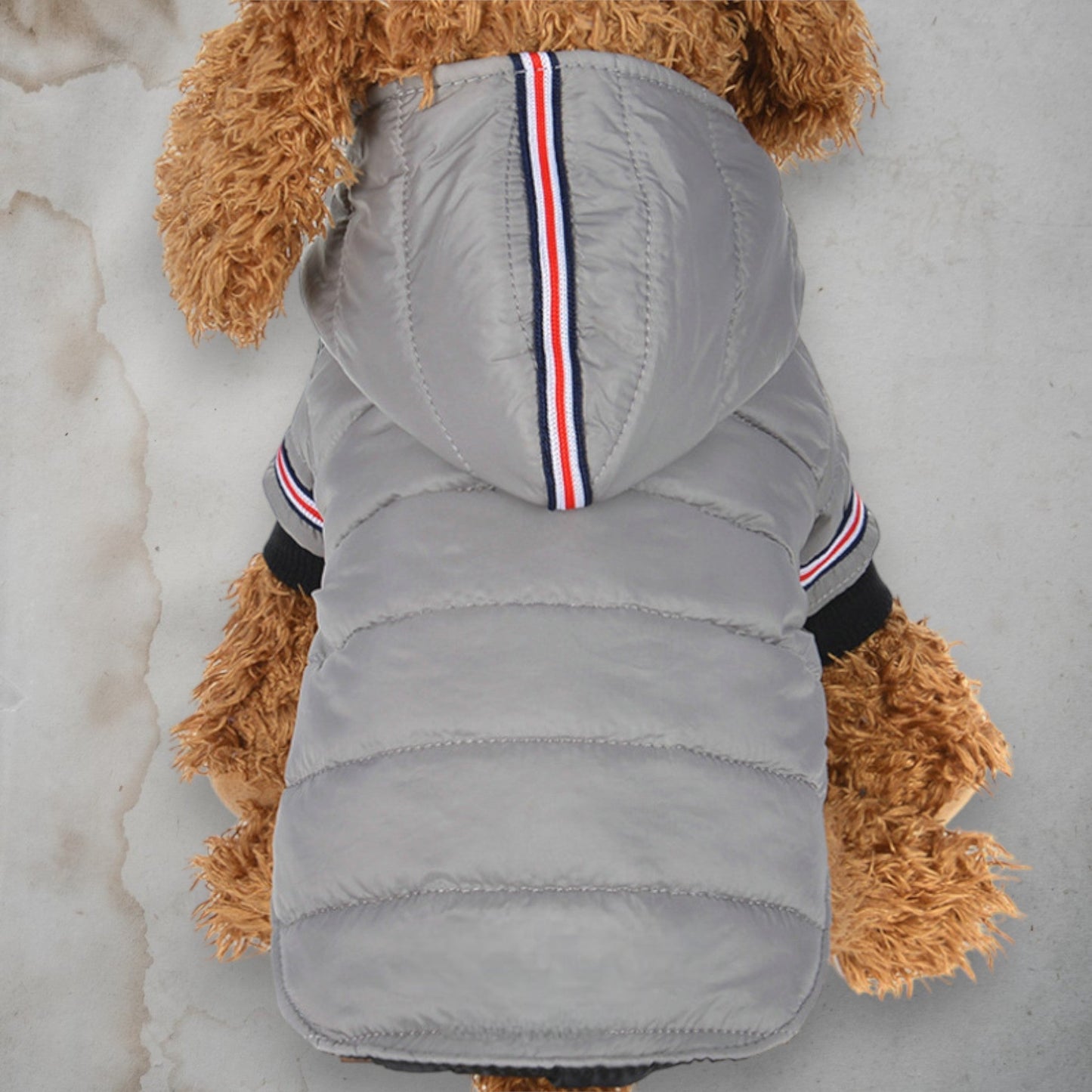 PawWarm - Chic a Paws