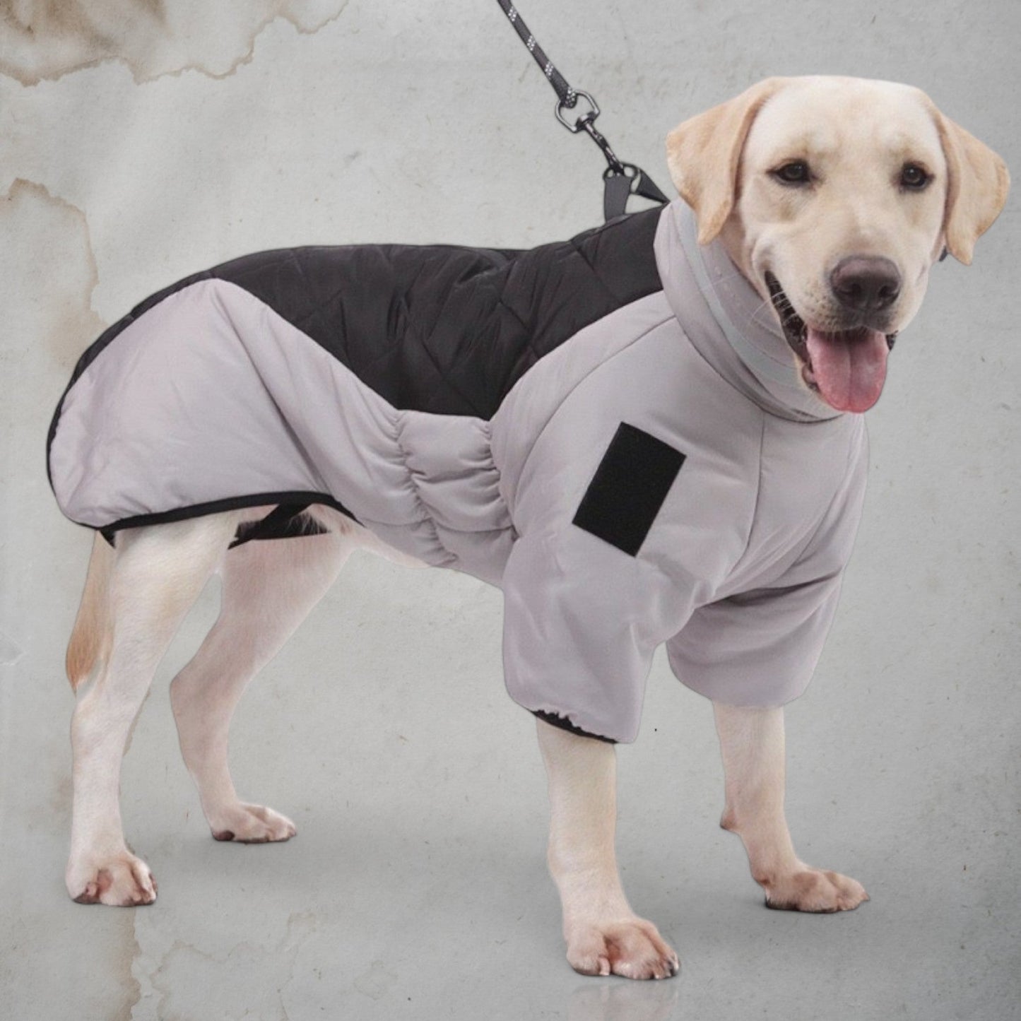 Elegance in the Rain - Chic a Paws
