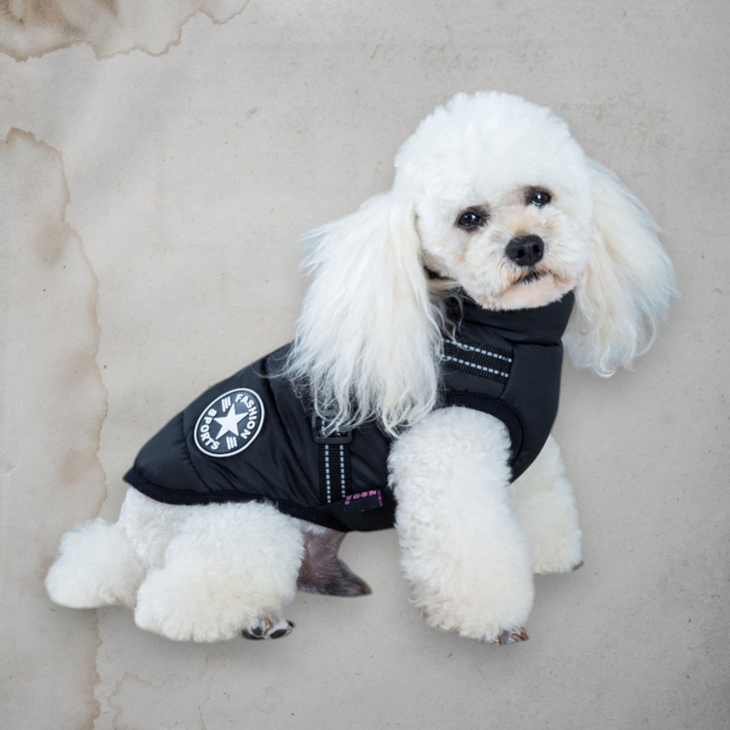 Little Inflatable Elegance - Chic a Paws